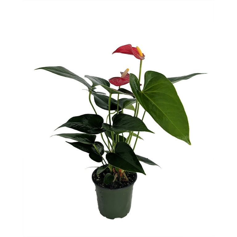 Bambino Red Anthurium Plant - House Plant - 4" Pot - Great Gift