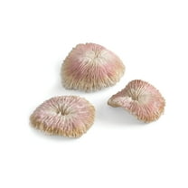 biOrb Plate Coral Set - Light Pink Aquarium Decor