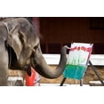 thumbnail image 2 of Elephant Wall Mural by Wallmonkeys Peel and Stick Graphic (18 in W x 12 in H) WM240202, 2 of 4