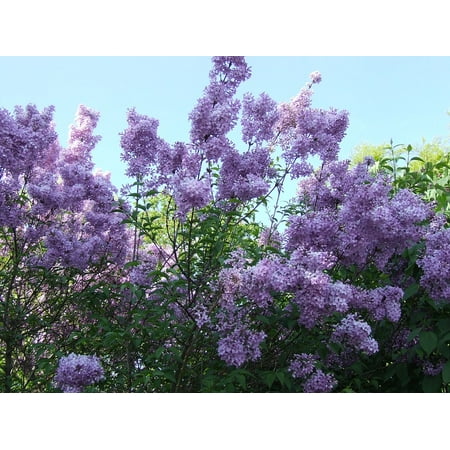 Flowers Framed Art - Framed Art for Your Wall Lilac Flowers Spring Purple 10x13 Frame