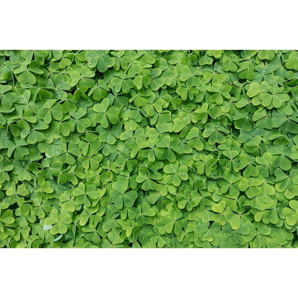 Dew Covered Oxalis Poster Print by Kathy Mahan (36 x 24)