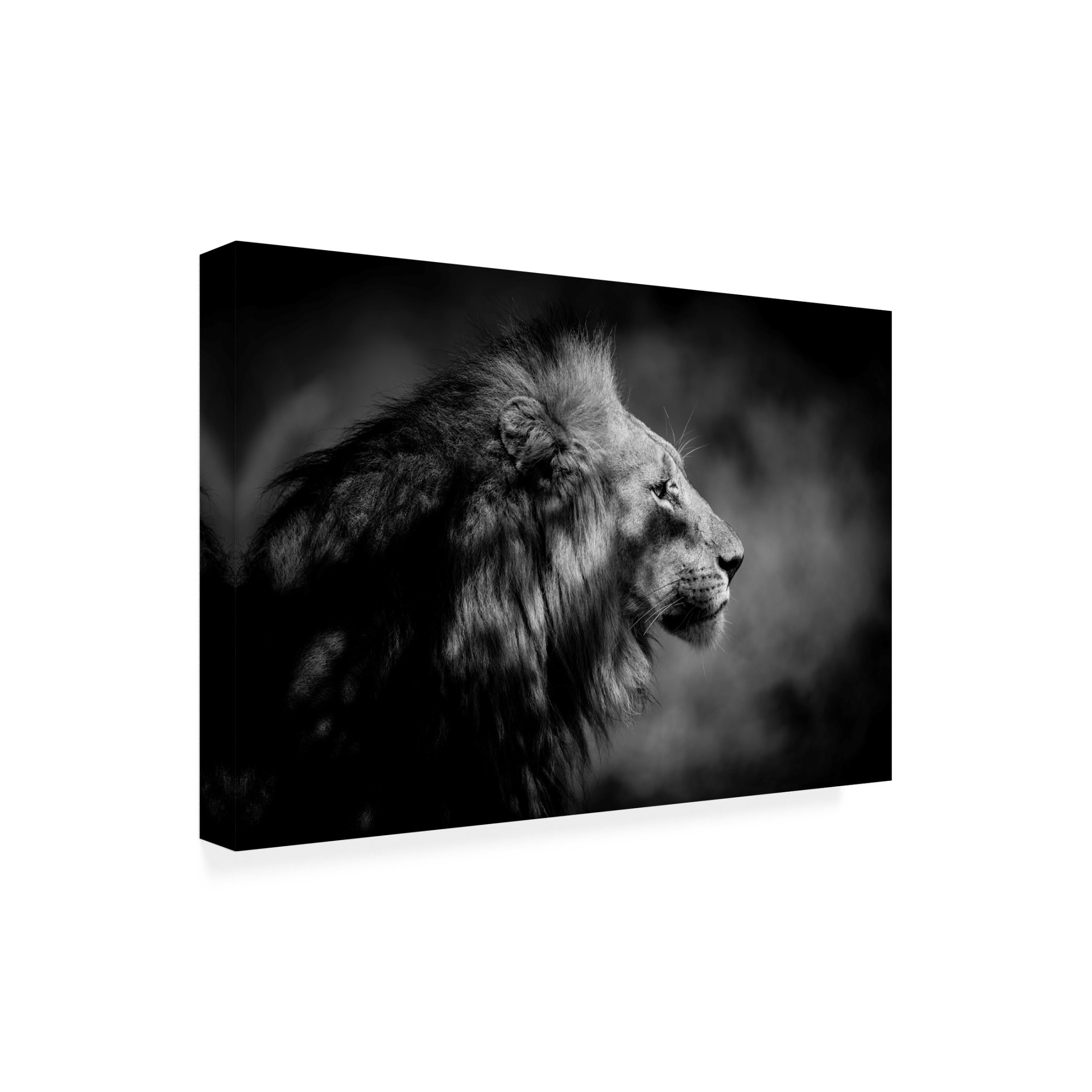 Trademark Fine Art Xavier A The Male Canvas Wall Art