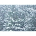 thumbnail image 2 of Gulin, Sylvia 14x12 Black Ornate Wood Framed with Double Matting Museum Art Print Titled - Washington State-Sammamish fresh Autumn heavy snowfall coming down on Evergreens, 2 of 4