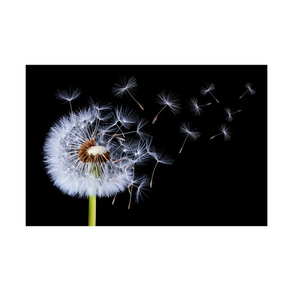Trademark Fine Art Bess Hamiti Dandelion Blowing Canvas Wall Art - 22x32
