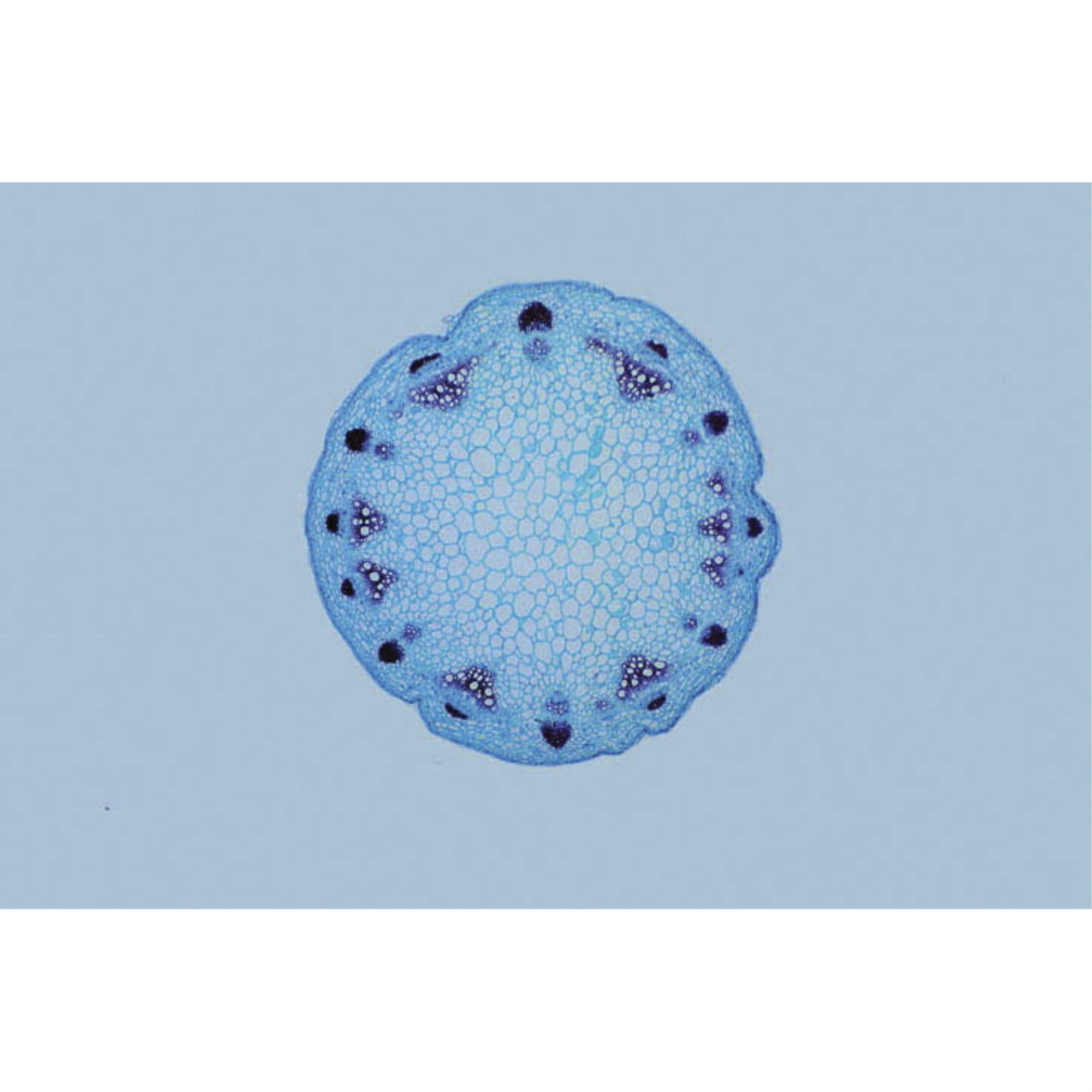 NeoSCI Neo/GUIDE Microscope Slides Five Kingdoms Set of 100