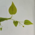thumbnail image 3 of Yuarrent Planta Artificial Verde De Bajo Mantenimiento Y Fácil De Cuidar Para Espacios Interiores Y Exteriores Elegante Decoración, 3 of 6