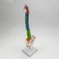 thumbnail image 4 of Flexible Spine Model for School Biology Class Column Model Anatomical Demonstration with Pelvis Standing, 4 of 9
