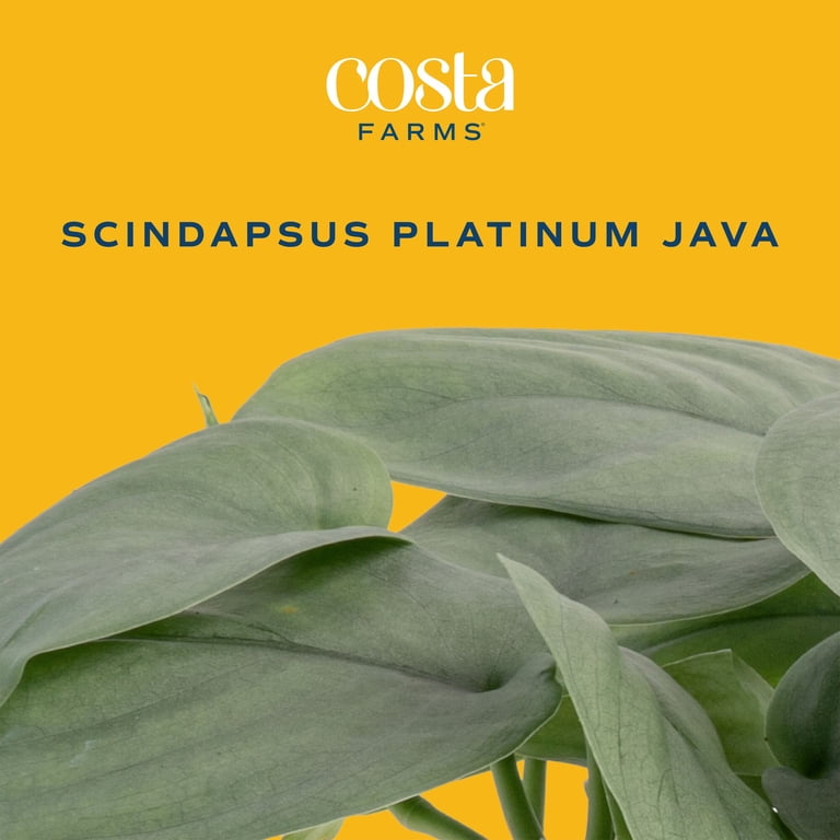 Costa Farms 10