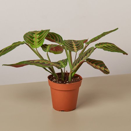 Maranta Red Prayer - 4" Pot