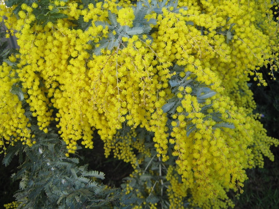 Yellow Plant Australia Native Wattle Golden12 Inch By 18 Inch