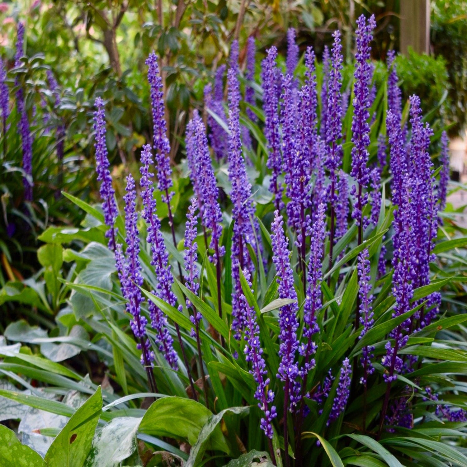 Expert Gardener 1 ft Liriope - Big Blue Live Grass in 1- Gallon Grower Pot