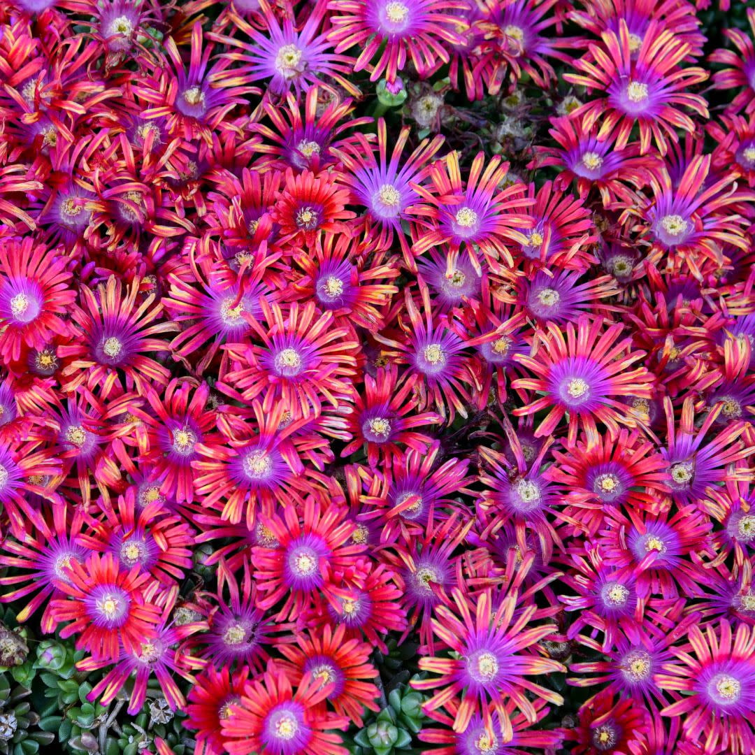 Proven Winners 10" Red Kaleidoscope 'Razzle Dazzle' Hardy Ice Plant (Delosperma hybrid) Perennial Live Plant in 6.5" Pot