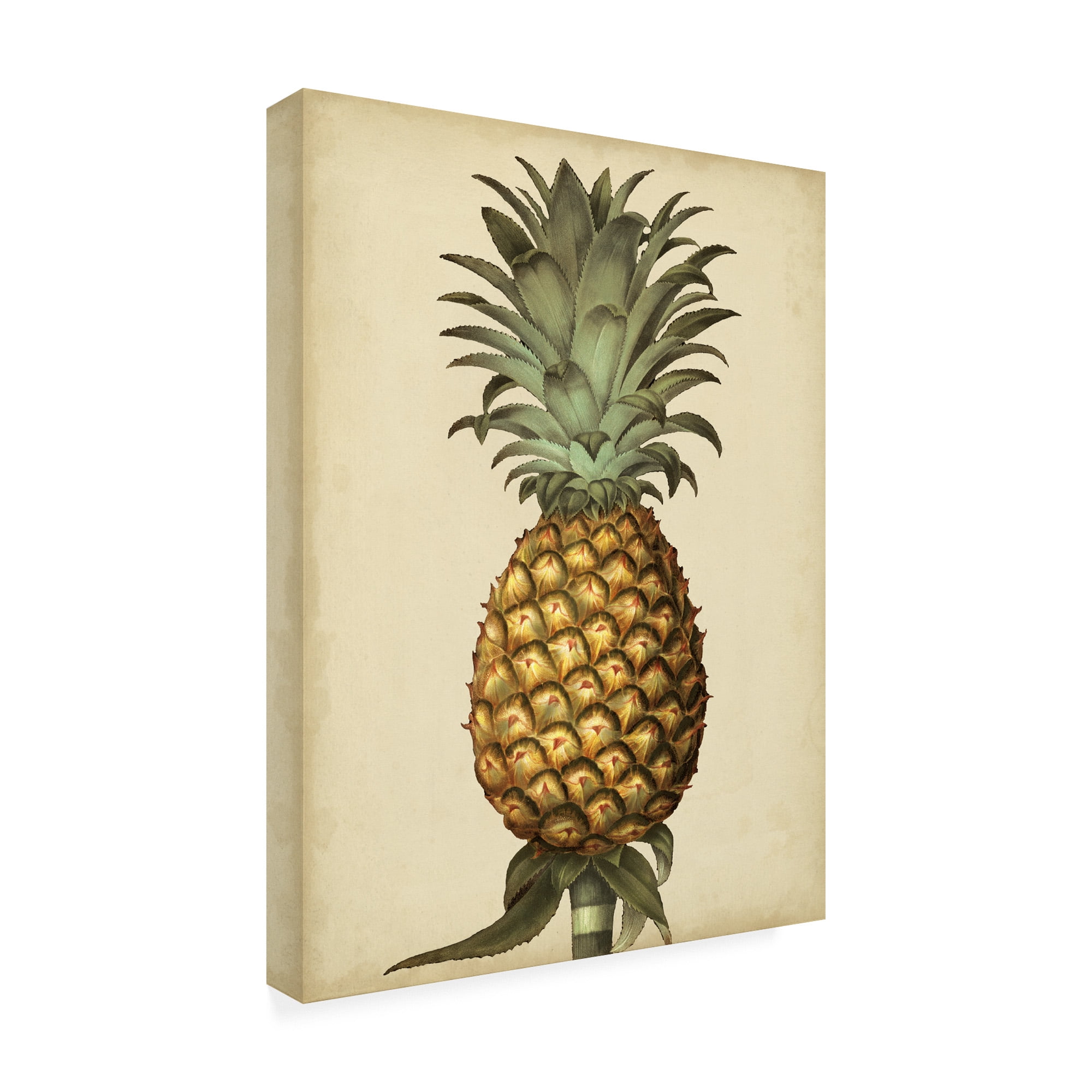 Trademark Fine Art 'Brookshaw Antique Pineapple I' Canvas Art by George Brookshaw