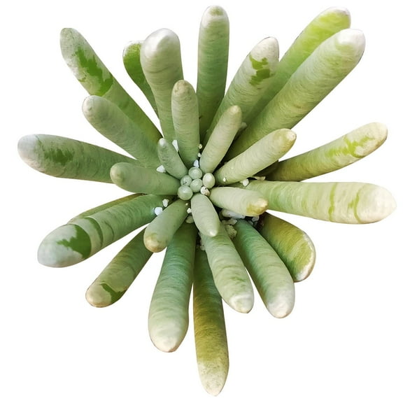 Woolly Senecio, Senecio Scaposus Succulent - 2 inch
