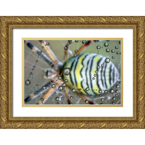 Ghizzi Panizza, Alberto 14x11 Gold Ornate Wood Framed with Double Matting Museum Art Print Titled - The mirror of the spider