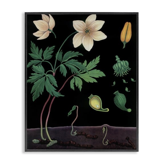 Stupell Industries Sprouting Wildflower Illustrations Black Framed Giclee Art, design by Vintage Hustle