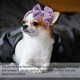 thumbnail image 5 of Paquete de 2 diademas con lazo grande para mascotas, tocado con lazo elástico, tocado con lazo de poliéster, cubierta para la cabeza para perro, gato, cachorro, ropa de baño, 5 of 5