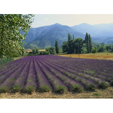 Lavender Field, Plateau De Sault, Provence, France Print Wall Art By Guy