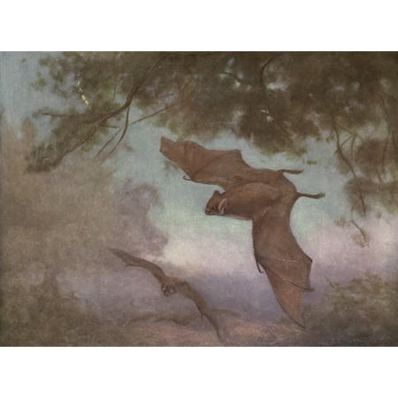 Wild beasts of the World 1909 Vampires Stretched Canvas - Cuthbert E Swan (24 x (Best Sketchbooks For Drawing)