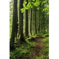 thumbnail image 2 of Terrill, Steve 23x32 White Modern Wood Framed Museum Art Print Titled - USA, Oregon Forest trail scenic, 2 of 4