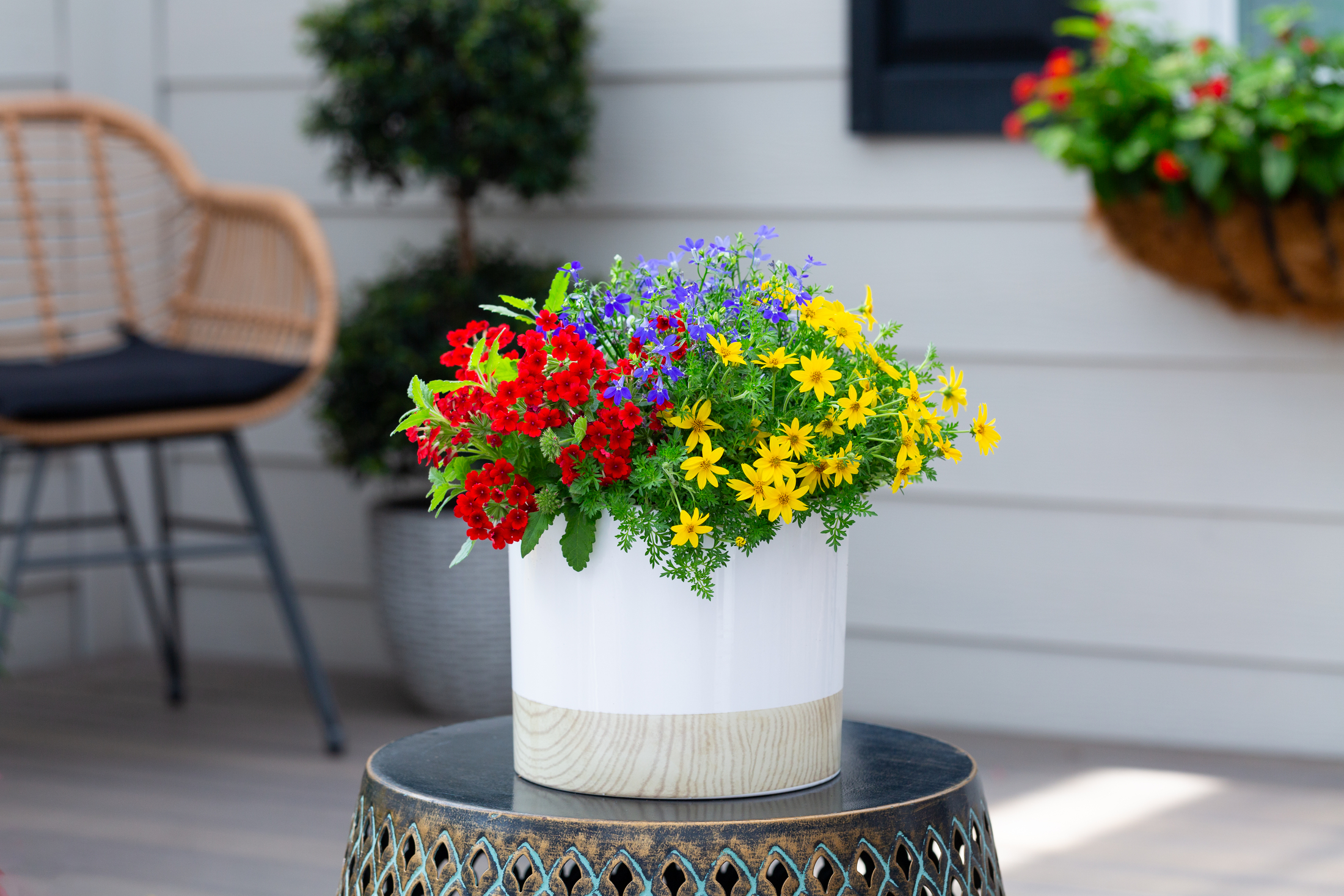 Containers Made Easy 3QT Multicolor Bidens Lobelia Verbena Live Annual Plant Sun 2-Pack