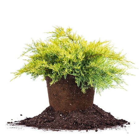 Expert Gardener 2.5QT Juniper Old Gold Evergreen Live Shrubs Full Sun Green