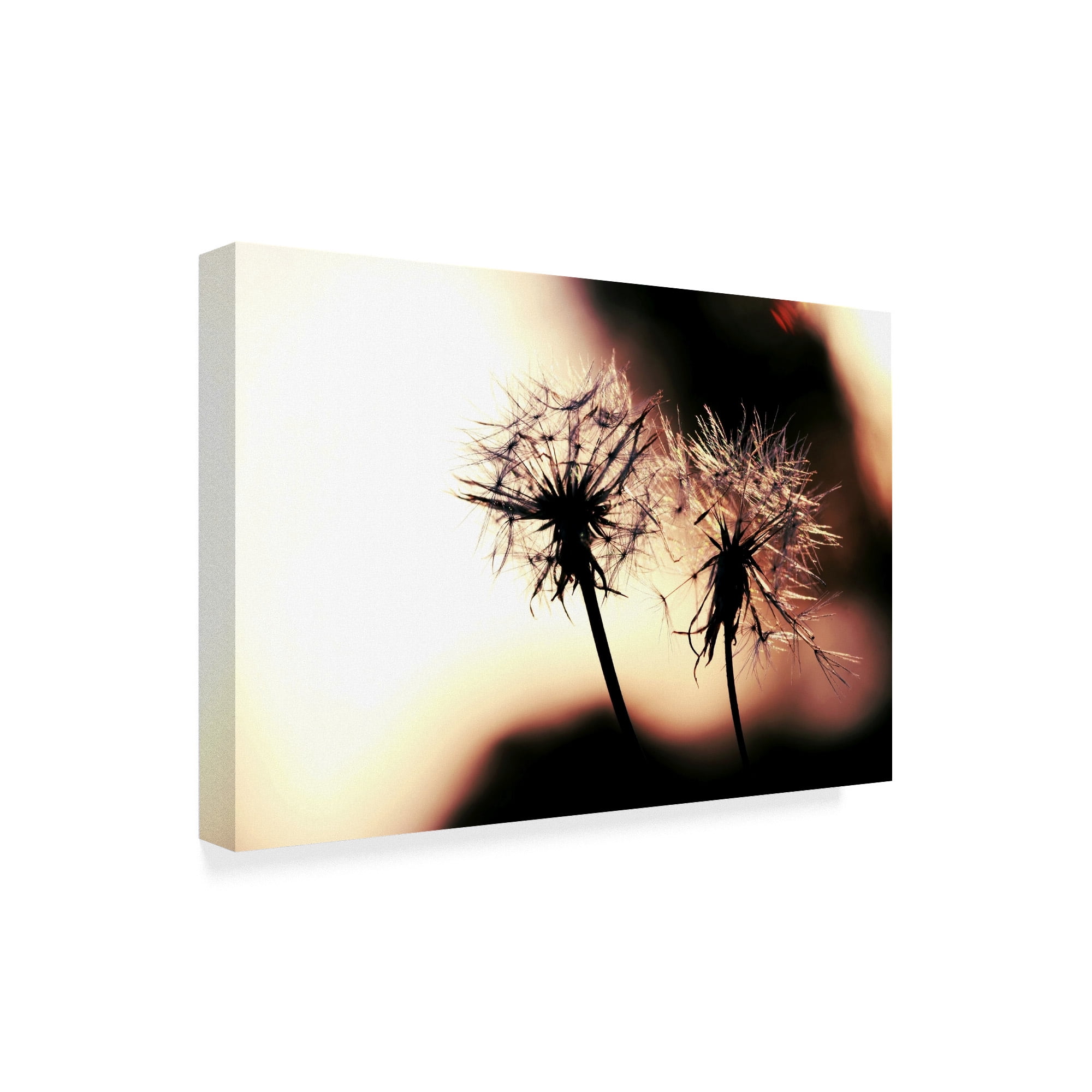 Trademark Fine Art 'Summer Romance Dandelions' Canvas Art by Incredi