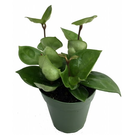 Green Wax Plant - Hoya - Great House Plant - 4