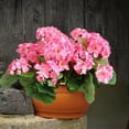 thumbnail image 4 of Morttic 2 Pcs Artificial Red Geranium Bush Faux Flowers Geraniums Silk Flowers Outdoor Plant Bush Red Geraniums for Floral Home Decor Indoor Garden Patio Grave Cemetary Vase Table Centerpiece, 4 of 7