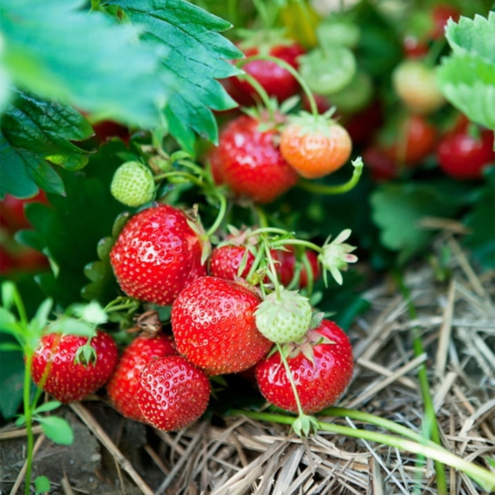 Expert Gardener 2.5QT Strawberry Live Plant, Full Sun, Red, 1 Count