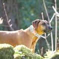 thumbnail image 5 of PRIYAL Metal Buckle Dog Collar, Durable Adjustable Dog Collar Soft for Small Medium Large Dogs (S(10-14in), Flower3), 5 of 13