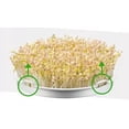 thumbnail image 3 of Bear Double Layer Household Automatic Bean Sprout Maker, Children's Science Experiment Practical Skills Training Tools, Germination Machine, 3 of 7