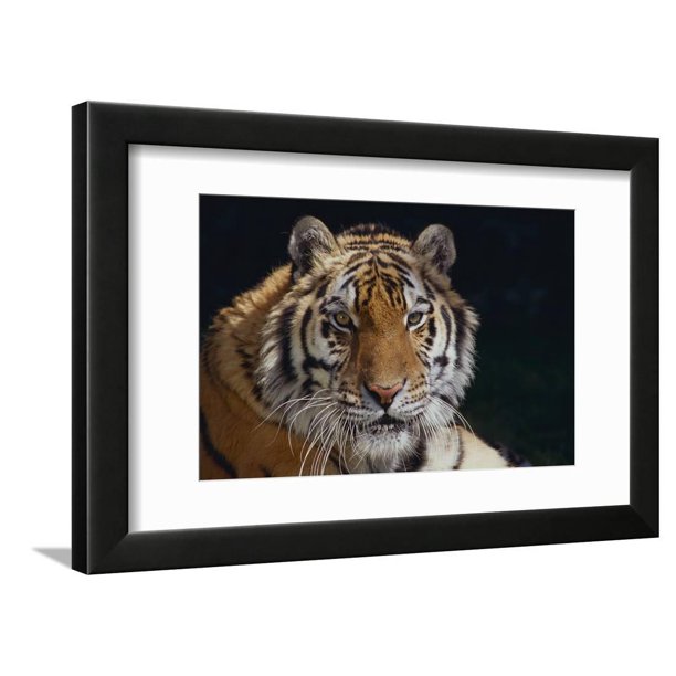 Bengal Tiger Framed Print Wall Art By DLILLC