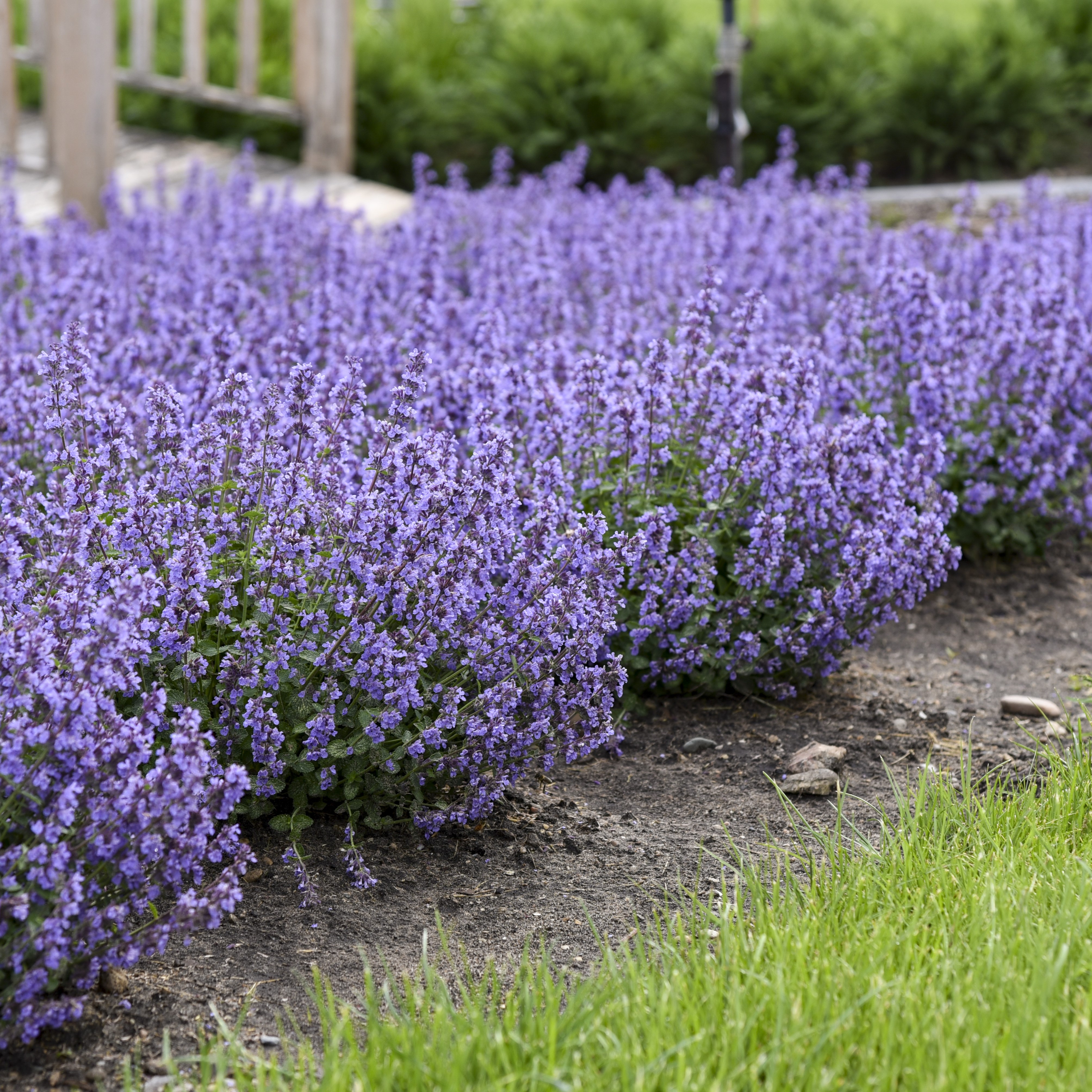 Proven Winners 3 Quart Purple Nepeta Cat's Pajamas Full Sun Perennial Outdoor Live Plants