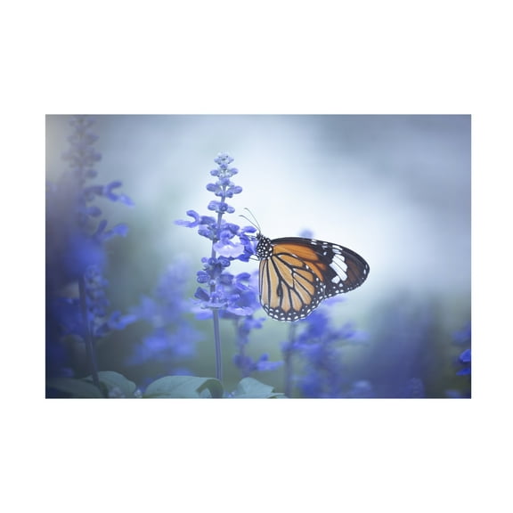 Canvas Wall Art - Wang Li 'Butterfly' Wall Art for Living Room, Bedroom, or Office Décor by Trademark Fine Art - 19 x 12 Inches
