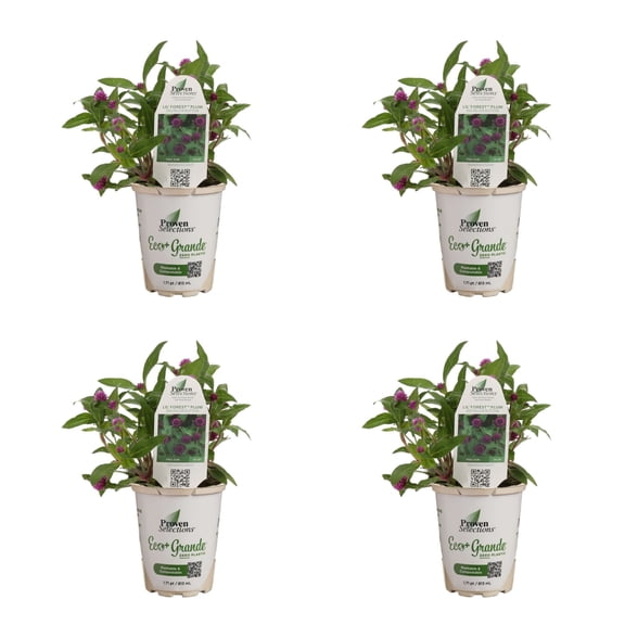 Proven Winners 4" Purple Lil' Forest Plum Bachelor Button Live Plant in 4.25" Pot (4 Count)