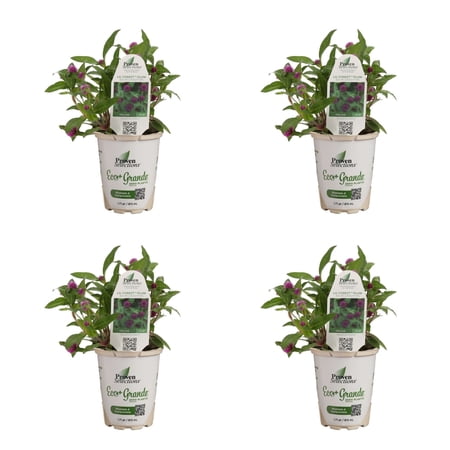 Proven Winners 4" Purple Lil' Forest Plum Bachelor Button Live Plant in 4.25" Pot (4 Count)