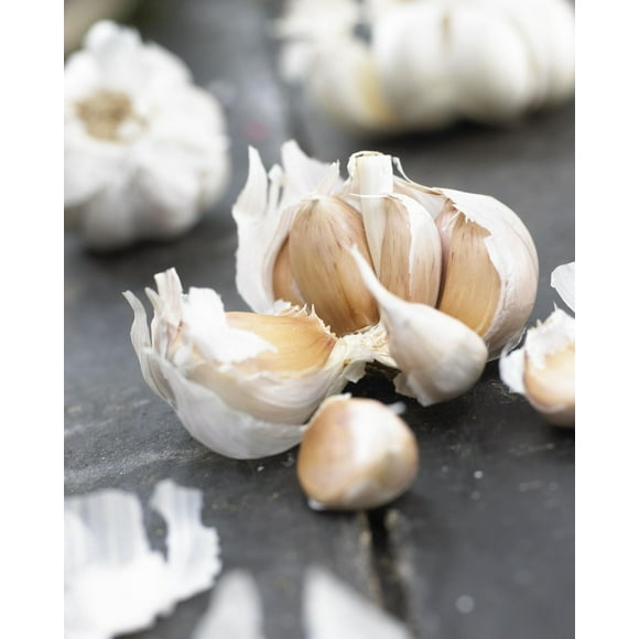 Tasc Garlic Bulb- Garlic Ail Allium Sativum