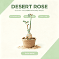 thumbnail image 2 of Desert Rose, Low Maintenance - Easy Grow - Ideal for Beds Borders, Plant Pots & Planters, 2 of 5