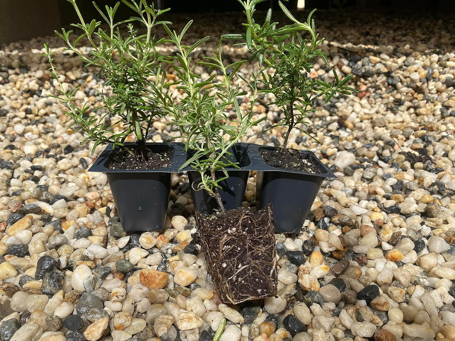 3 Creeping Rosemary Plants, Rosmarinus Officinalis 'Prostratus', Thriving in 2.5" Nursery Cubes