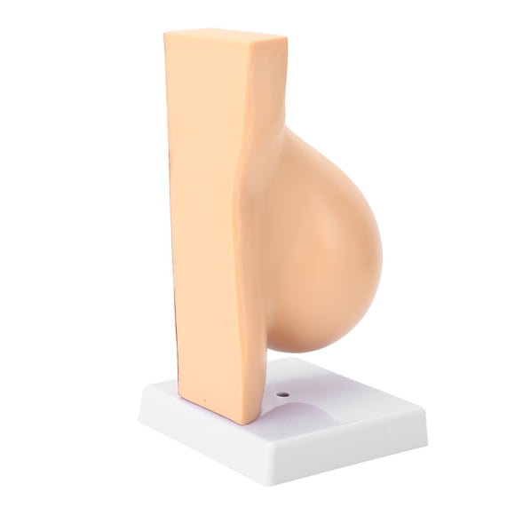 Lactating Bust Anatomical Model, Lifelike Educational Lactating Chest Anatomical Model Half PVC for Nursing Training