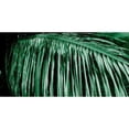 thumbnail image 3 of Phillip, Jamie 14x9 Black Modern Framed Museum Art Print Titled - Palm Branch, 3 of 5