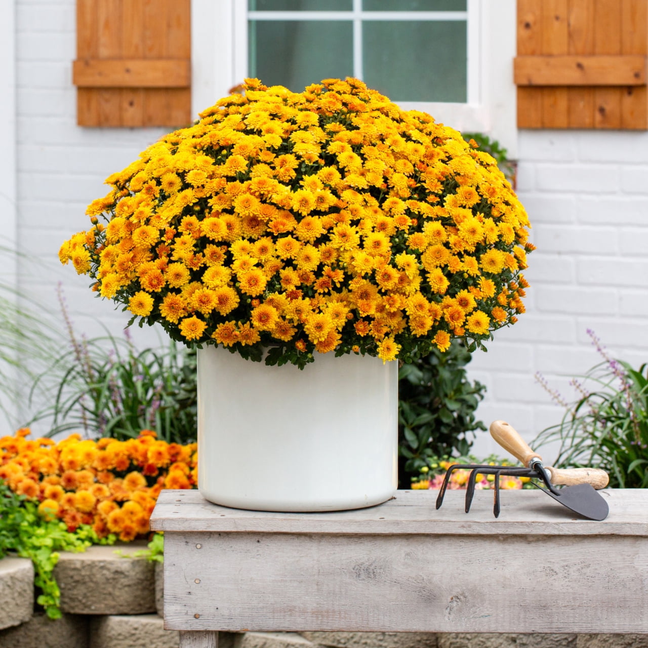 Expert Gardener Orange Garden Mum Live Plant, 2-Pack, 3 qt Grower Pot