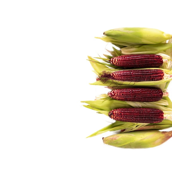 Sherwood's Seeds 20 Ruby Red Queen Sweet Corn Plant Seeds, Heirloom Rare Antioxidant Rich