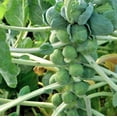 thumbnail image 4 of Churchill Brussels Sprout Seeds for Planting, 300+ Heirloom Seeds Per Packet Non GMO Seeds, Botanical Name Brassica oleracea var. gemmifera, Great Home Garden Gift, 4 of 7