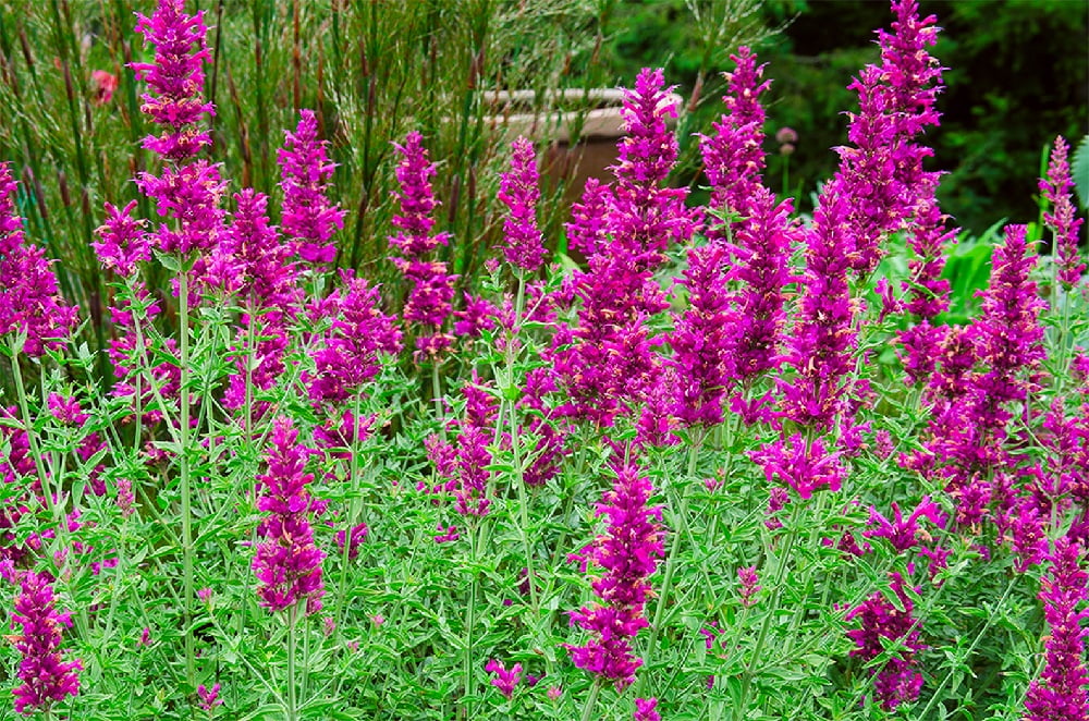 Sonoran Sunset Hyssop in Garden