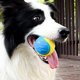 thumbnail image 5 of Pelota de juguete para perros de 6,5 cm, pelota interactiva de Color aleatorio resistente a mordeduras, accesorios para perros, 5 of 8