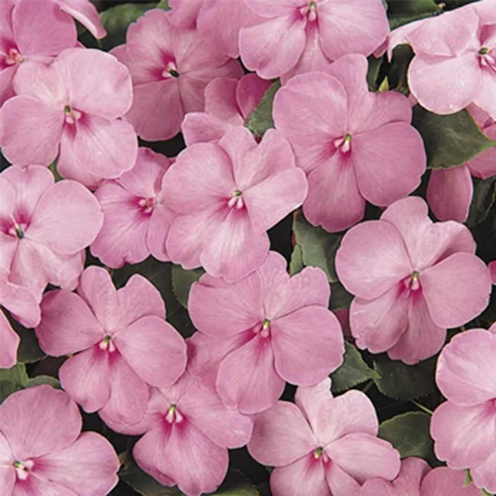 Impatiens Flower Garden Seeds F1 Dazzler Series Blue Pearl 500