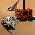 thumbnail image 4 of Mosaic Birds 360 Degree Petite Seed Cylinder Feeder, M392-200, 11 Inch wide, Clear, 4 of 7