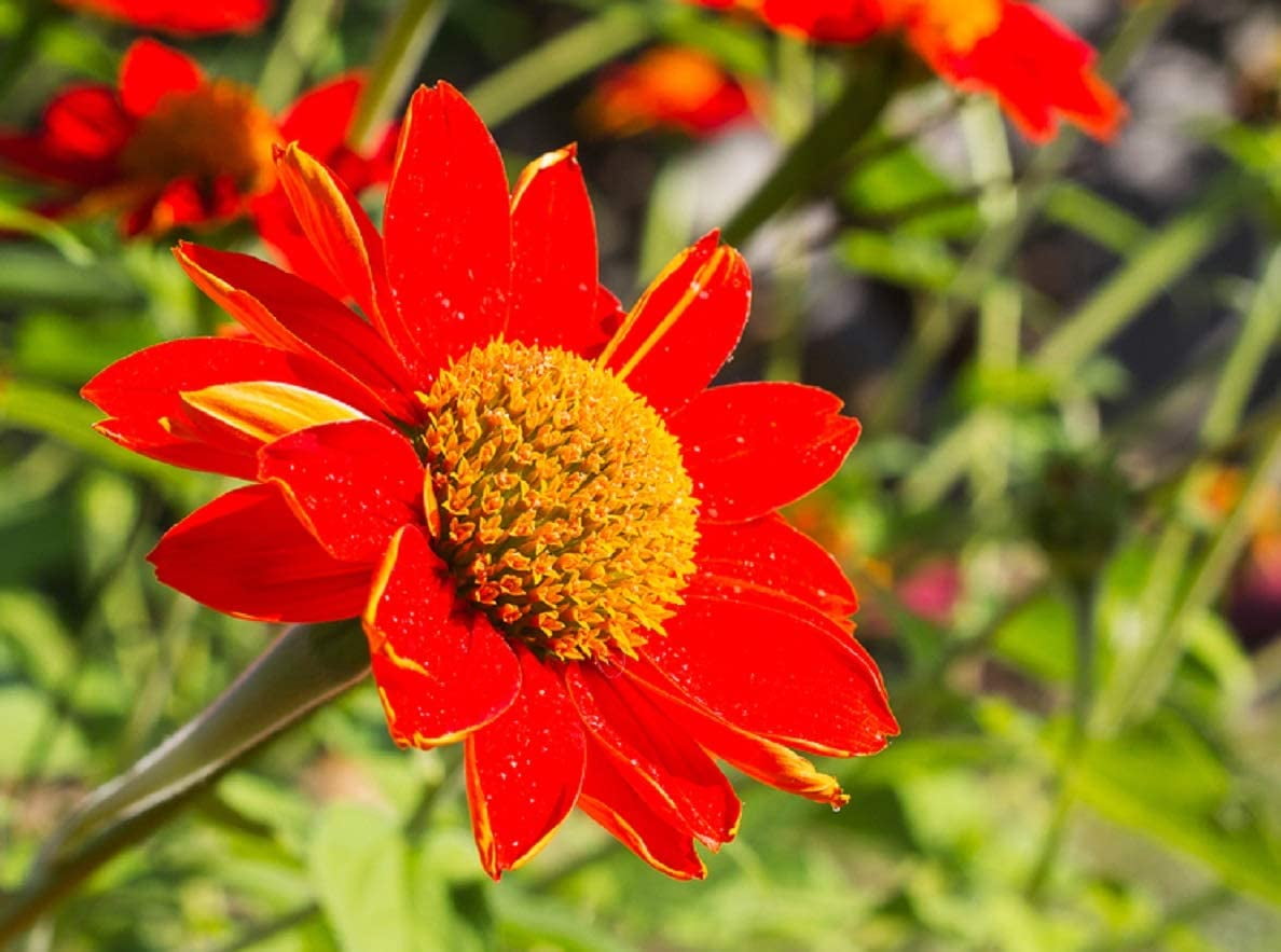 Mexican Sunflower Seeds 75+ Seeds Attract Butterflies and